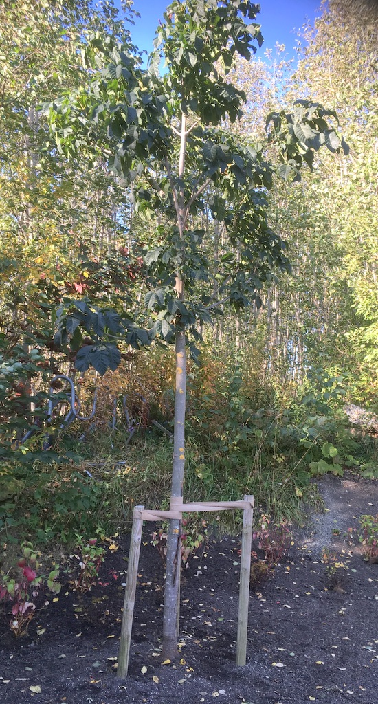 IMG 0920