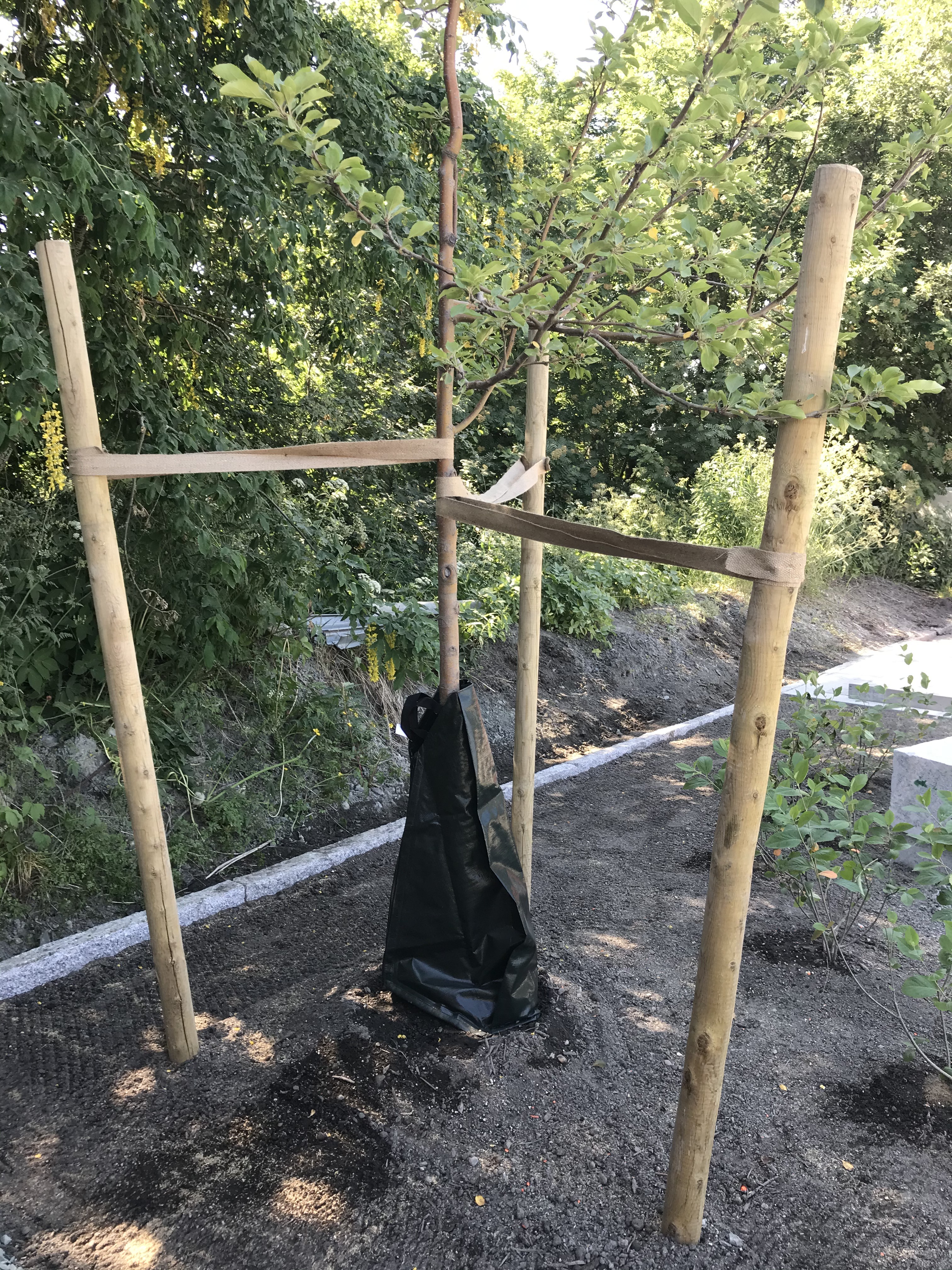 Fagprve Elinor Oldervik 017